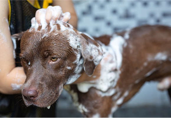 MIMA´L -  - imagenIMP 2025 05 22T221659.542