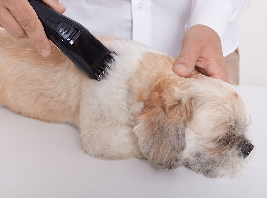 MIMA´L - Servicios - imagenIMP 2025 05 22T222450.799