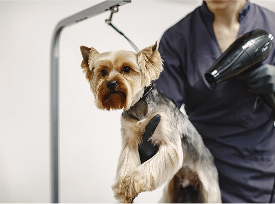 MIMA´L - Servicios - imagenIMP 2025 05 22T222605.681