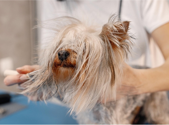 MIMA´L - Servicios - imagenIMP 2025 05 22T222711.874