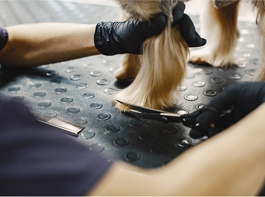 MIMA´L - Servicios - imagenIMP 2025 05 22T222806.276